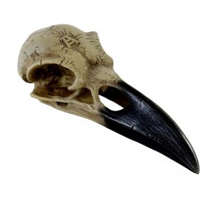 6 Inch Corvus Alchemica Skull Prop