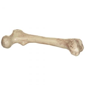 9" Big Bone Prop