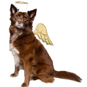 Gold Angel Pet Costume