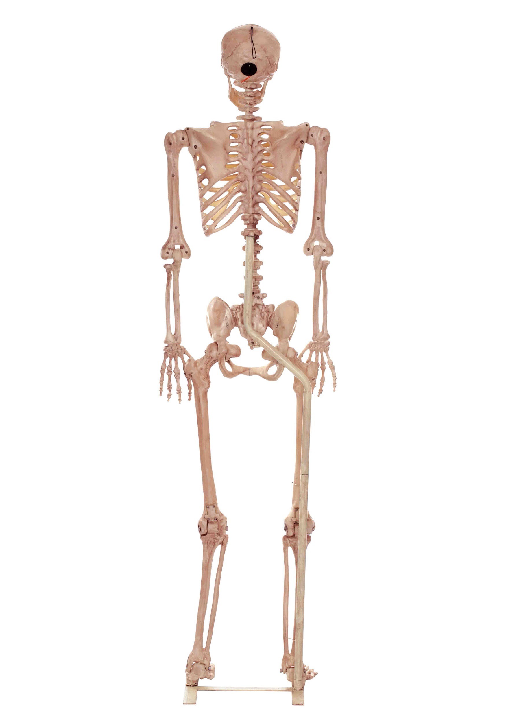 Metal Stand for Lifesize Skeletons Halloween Decoration