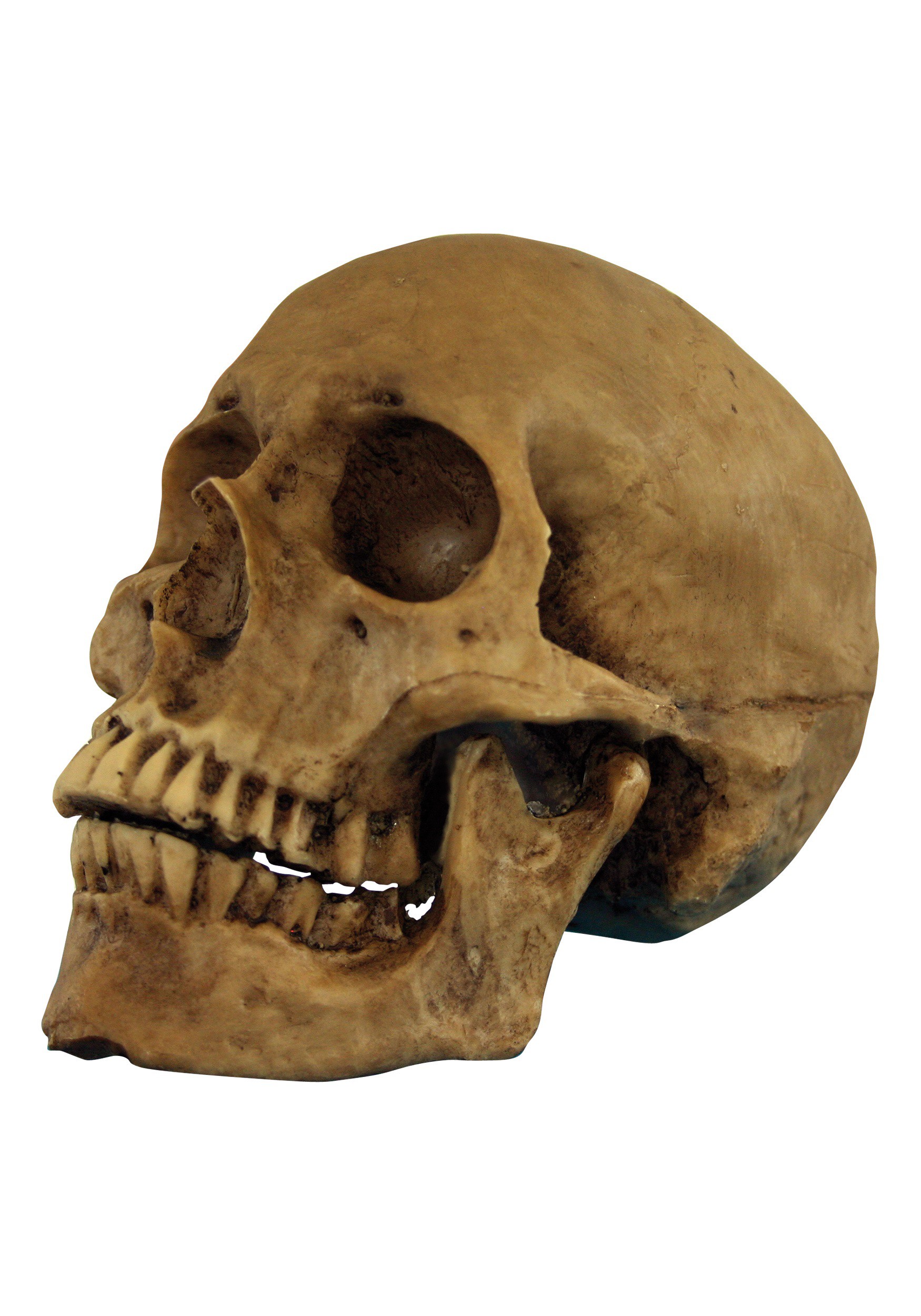 Resin Cranium Prop Halloween Decoration