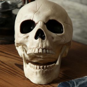 Skull with Movable Jaw Halloween Decoration