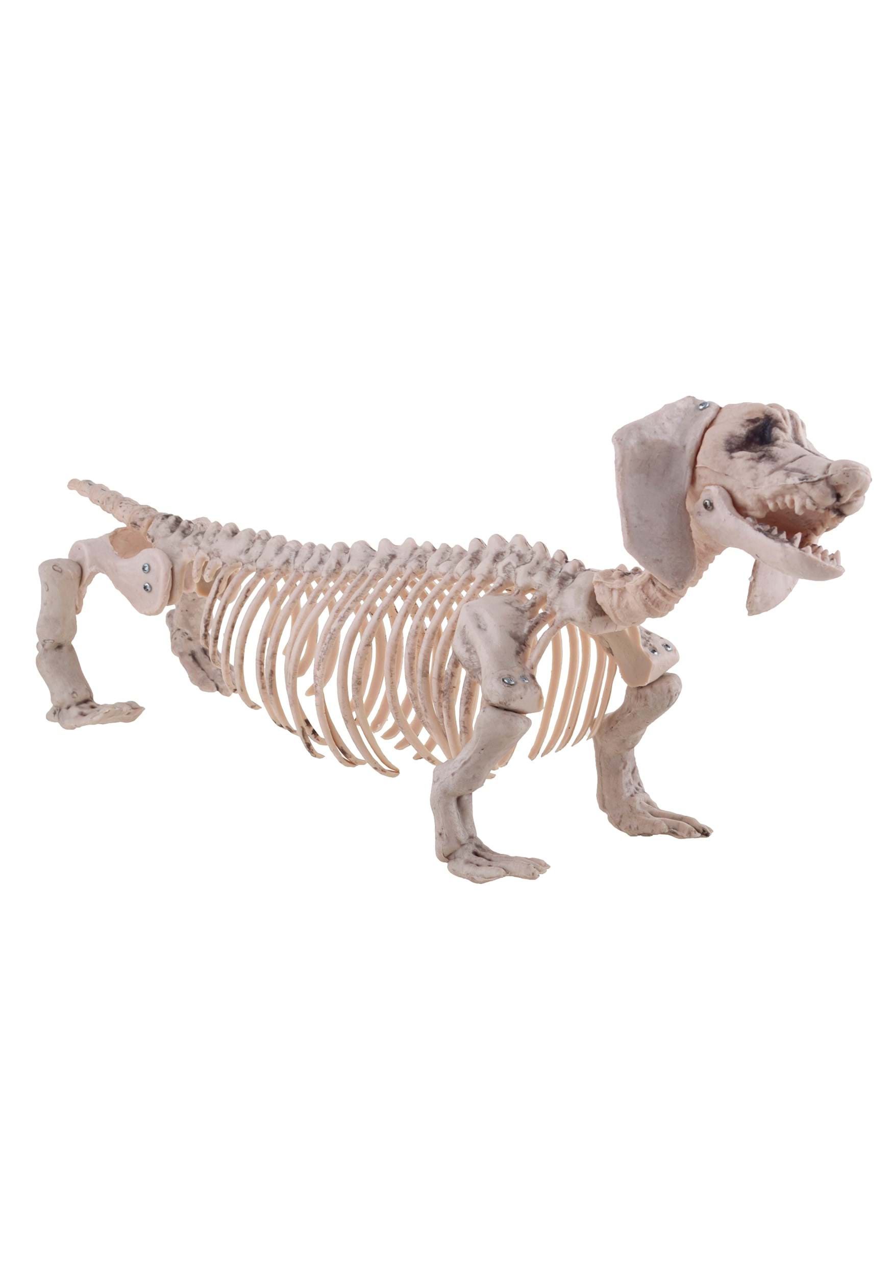 Weiner Dog Skeleton